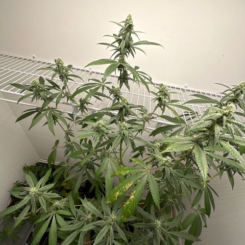 Gorrila nut #9 growlog timeline photo