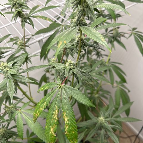 Gorrila nut #9 growlog timeline photo