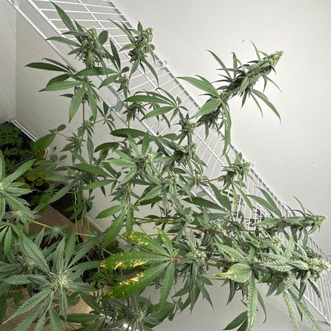 Gorrila nut #9 growlog timeline photo