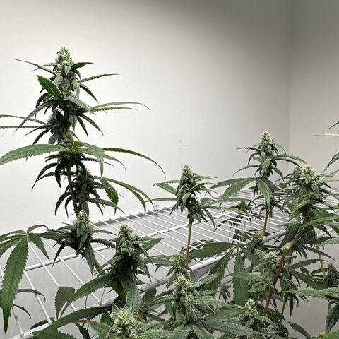 Gorrila nut #9 growlog timeline photo