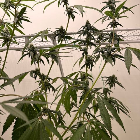 Gorrila nut #9 growlog timeline photo