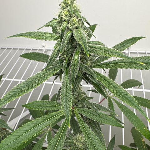 Gorrila nut #9 growlog timeline photo