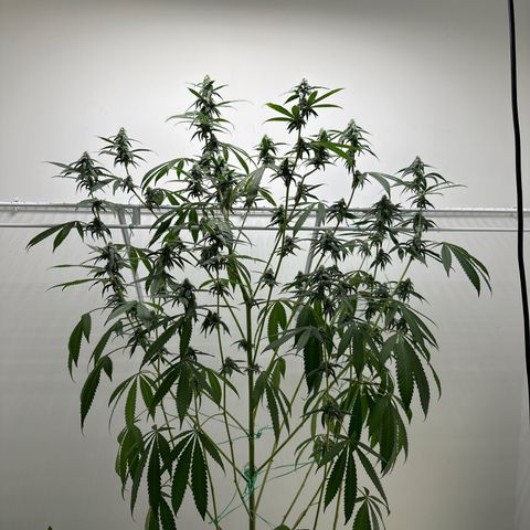 Gorrila nut #9 growlog timeline photo