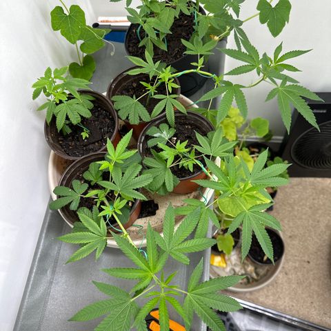 Gorrila nut #9 growlog timeline photo