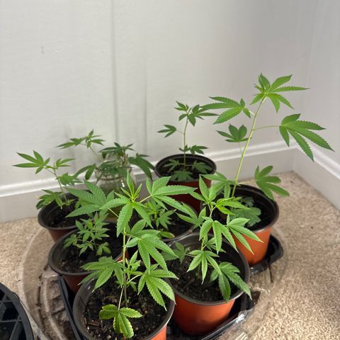 Gorrila nut #9 growlog timeline photo