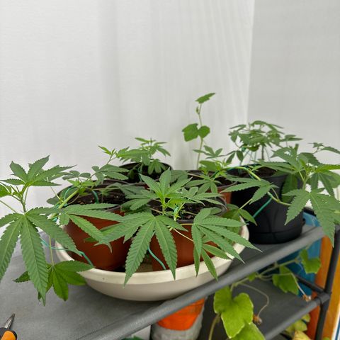 Gorrila nut #9 growlog timeline photo