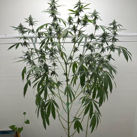 Gorrila nut #9 growlog timeline photo