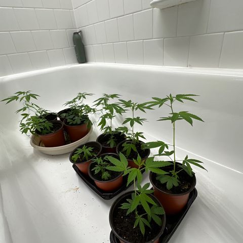 Gorrila nut #9 growlog timeline photo