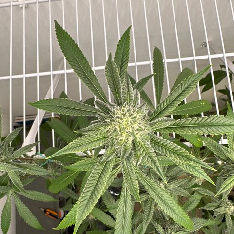 Gorrila nut #9 growlog timeline photo