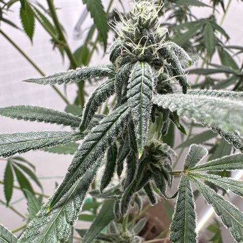 Gorrila nut #9 growlog timeline photo