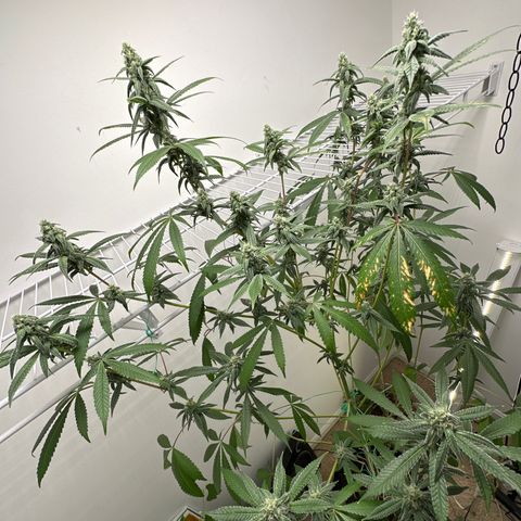 Gorrila nut #9 growlog timeline photo