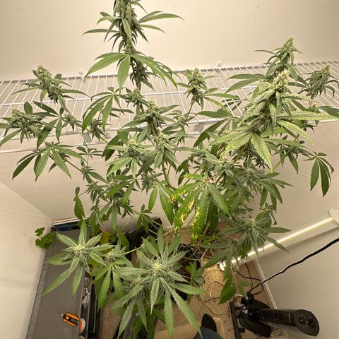 Gorrila nut #9 growlog timeline photo