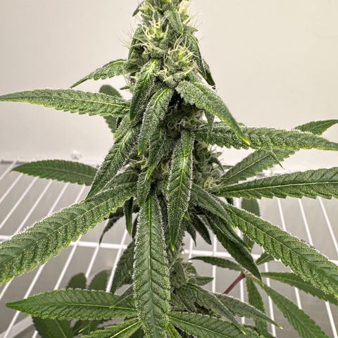 Gorrila nut #9 growlog timeline photo