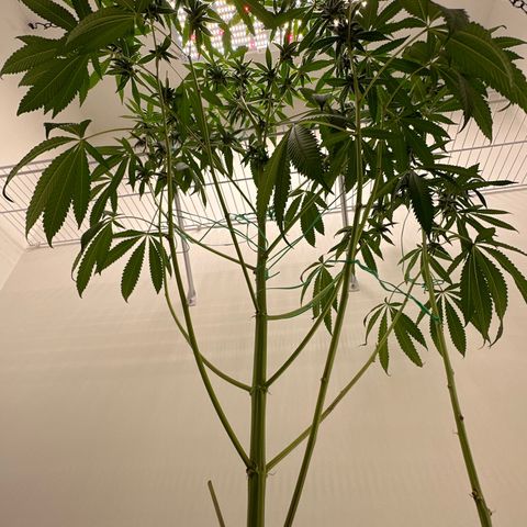 Gorrila nut #9 growlog timeline photo