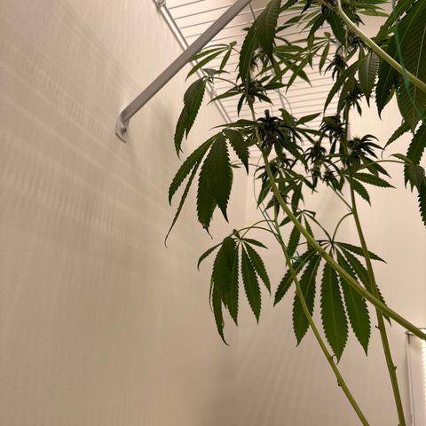 Gorrila nut #9 growlog timeline photo
