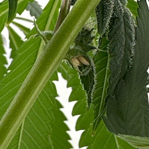 Gorrila nut #9 growlog timeline photo
