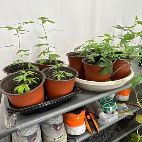 Gorrila nut #9 growlog timeline photo