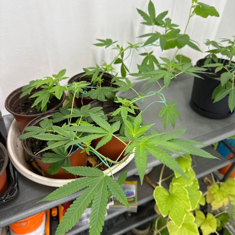 Gorrila nut #9 growlog timeline photo