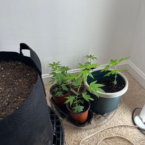 Gorrila nut #9 growlog timeline photo