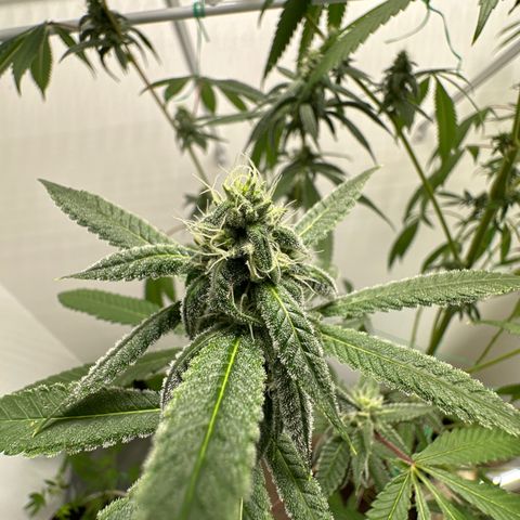 Gorrila nut #9 growlog timeline photo