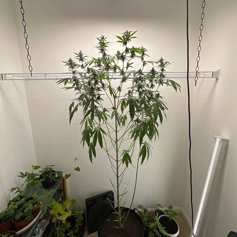 Gorrila nut #9 growlog timeline photo