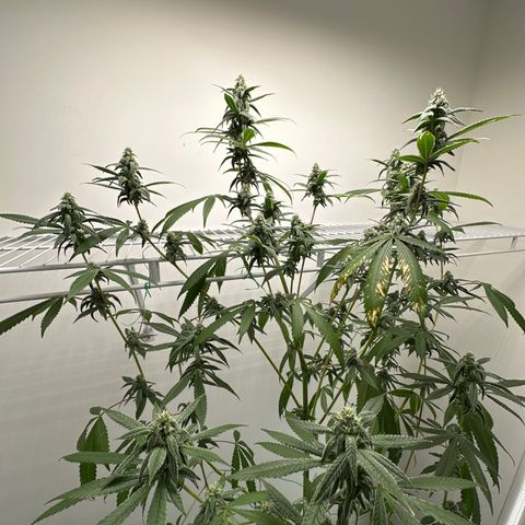 Gorrila nut #9 growlog timeline photo