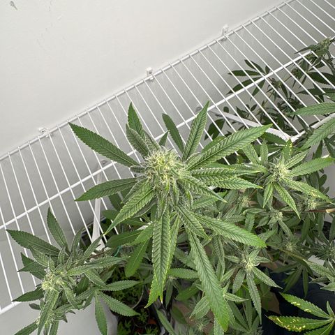Gorrila nut #9 growlog timeline photo