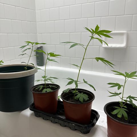 Gorrila nut #9 growlog timeline photo