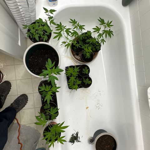 Gorrila nut #9 growlog timeline photo