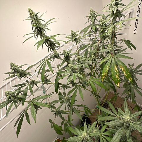 Gorrila nut #9 growlog timeline photo