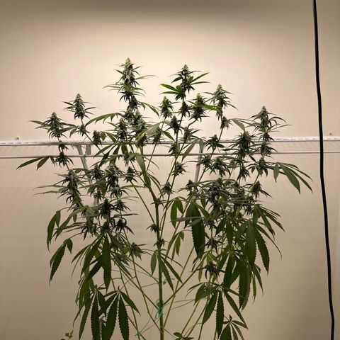 Gorrila nut #9 growlog timeline photo