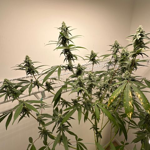 Gorrila nut #9 growlog timeline photo