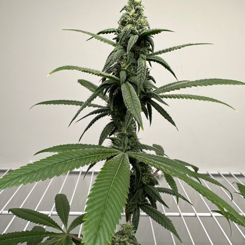Gorrila nut #9 growlog timeline photo