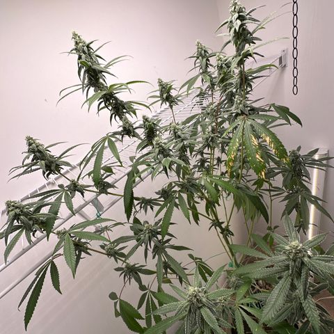 Gorrila nut #9 growlog timeline photo
