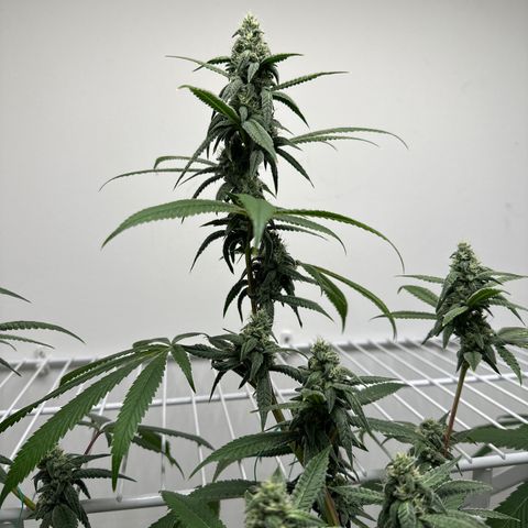 Gorrila nut #9 growlog timeline photo