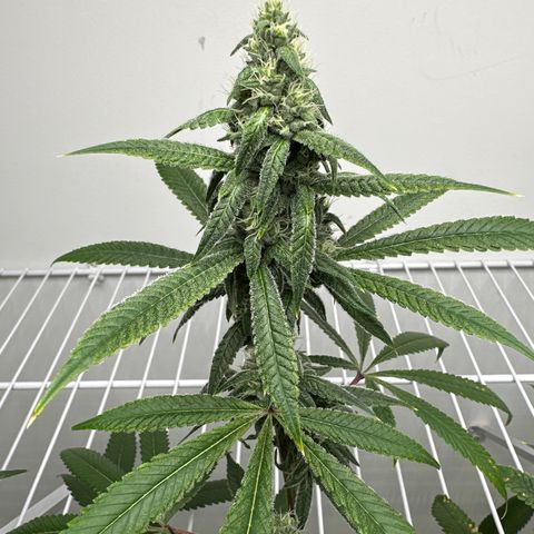 Gorrila nut #9 growlog timeline photo