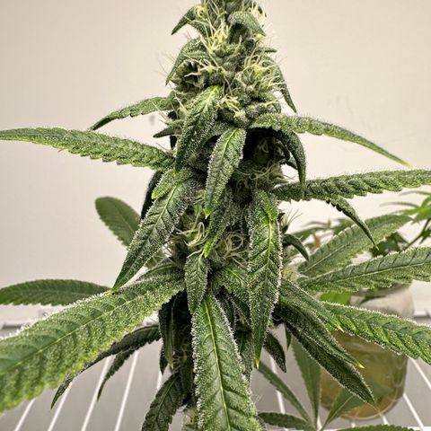 Gorrila nut #9 growlog timeline photo