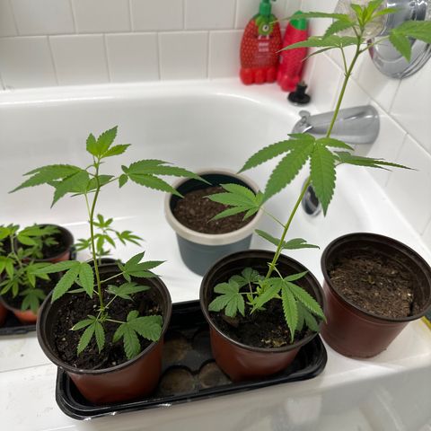 Gorrila nut #9 growlog timeline photo