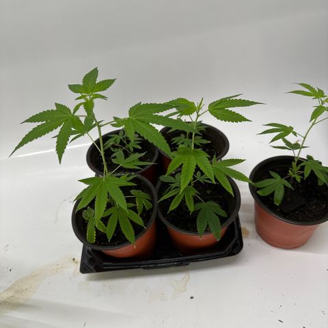 Gorrila nut #9 growlog timeline photo
