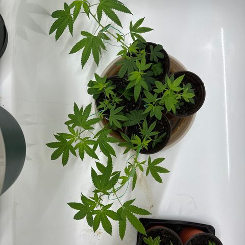 Gorrila nut #9 growlog timeline photo