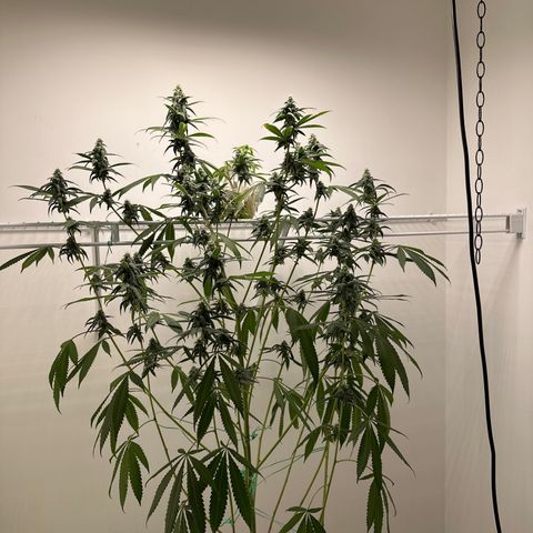 Gorrila nut #9 growlog timeline photo