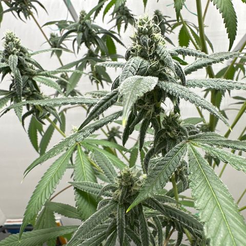Gorrila nut #9 growlog timeline photo