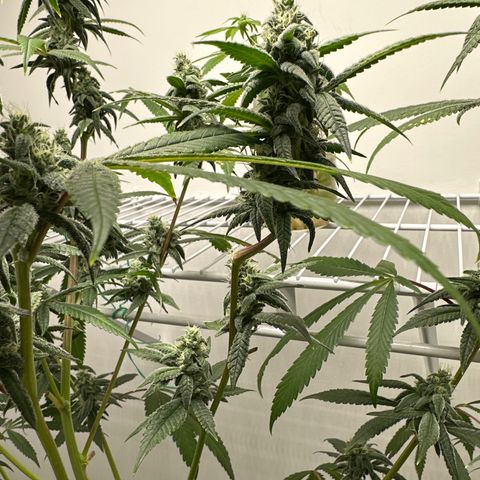 Gorrila nut #9 growlog timeline photo