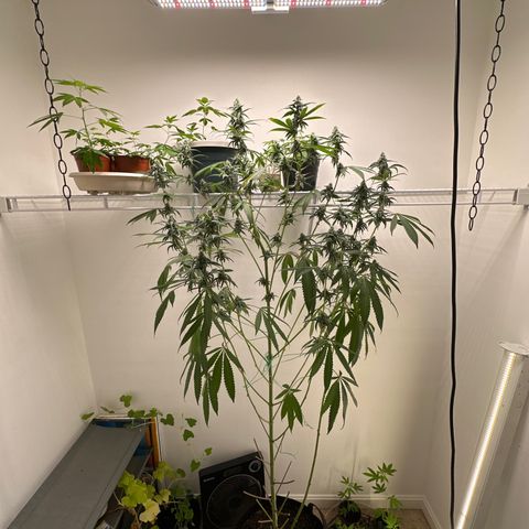 Gorrila nut #9 growlog timeline photo