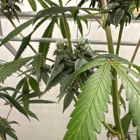 Gorrila nut #9 growlog timeline photo