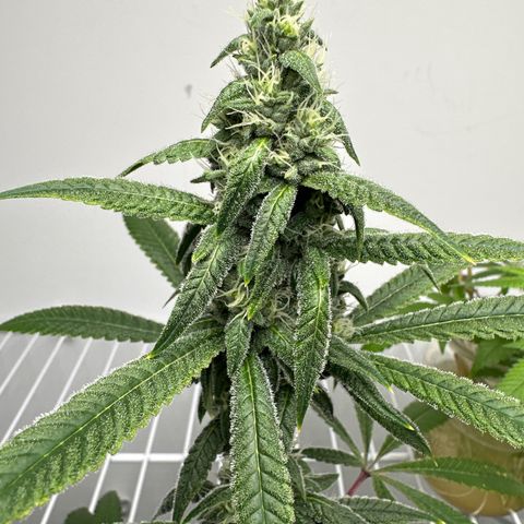 Gorrila nut #9 growlog timeline photo