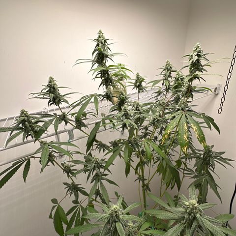 Gorrila nut #9 growlog timeline photo