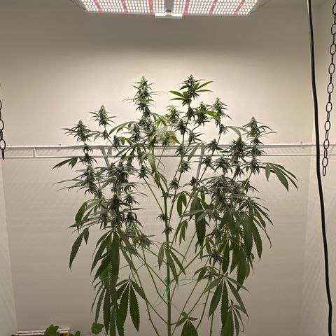 Gorrila nut #9 growlog timeline photo