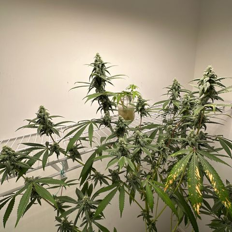 Gorrila nut #9 growlog timeline photo