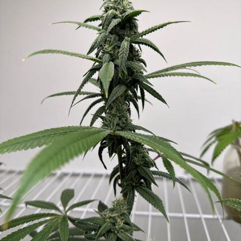 Gorrila nut #9 growlog timeline photo
